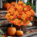 AXYLEX Artificial Geraniums for Outdoors, Fall Orange Yellow Mix 8 bundles UV resistant silk fall geraniums & mums, no fade – porch, patio, window box, garden & home autumn decor
