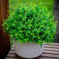 UV Resistant Artificial Boxwood Shrubs: Outdoor Wedding Greenery