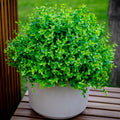 UV Resistant Artificial Boxwood Shrubs: Outdoor Wedding Greenery